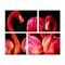 Conjunto de 4 Telas Decorativas em Canvas 83x103 Belo Flamingo Multicolorido - Marca Wevans