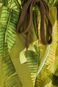 Bermuda Estampada Banana Verde e Rosa - Marca FARM